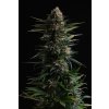 Candy Cream Go Fast - Kannabia Seeds