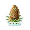 Sour Lifter CBD květy 17% - Triploid