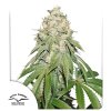 banana blaze feminized seeds