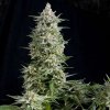 Amnesia Gold Fem - Pyramid Seeds