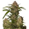 Guava Autoflowers 42 Fast Buds