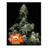 Tropicana Cookies Fast fastflowering 1