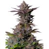 Tropicana Cookies Fast Seeds