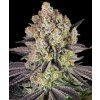 Runtz feminized seeds