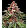 Runtz Auto - Barney's Farm