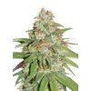 Frozen Biscotti autoflowering marihuana