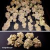 Orange Bud 2.0 marihuana