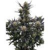 Guava Auto RF3 - 42 Fast Buds