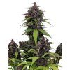 Purple Haze Auto - 42 Fast Buds