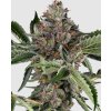 Papaya Jealousy feminizovaná semena konopí
