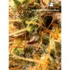 triton biscottolime autoflower seeds
