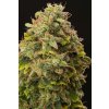 GG4 feminized seeds