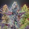 Mega mix autoflower semena konopí
