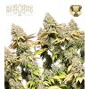 Rucu Cucu OG Auto - Seed Stockers