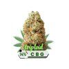White Premium CBG květy 14% - Triploid