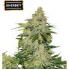 Sherbet Auto - Seed Stockers