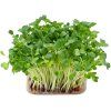Řeřicha microgreens