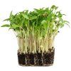 Mungo microgreens