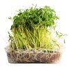 Čočka microgreens