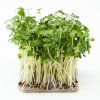 Microgreens Brokolice semena na klíčení