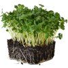 ředkvička microgreens