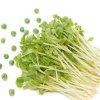 Microgreens Hrášek BIO