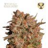 apollo black cherry samonakvétací semínka marihuany