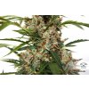 autoflower seeds orange bud