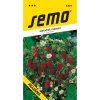 Jahodník měsíční Rujana - Semo