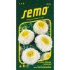 Astra čínská Pompon Bílá a Žlutá - Semo