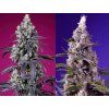 American Pie Mix Auto - Sweet Seeds