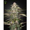 Green-O-Matic Auto - Green House Seeds
