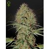 Super Bud Auto - Green House Seeds