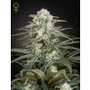 Kalashnikova Auto - Green House Seeds