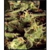 exodus cheese feminizovaná semínka