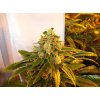 trainwreck feminized seeds