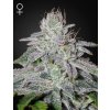 Franco's Lemon Cheese Fem - Green House Seeds