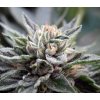 bubba kush feminized seeds