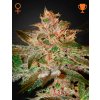 Pure Kush Fem - Green House Seeds