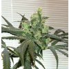 uper lemon haze feminized