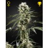 Super Lemon Haze Fem - Green House Seeds