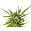 strawberry haze auto semena marihuany