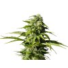 big bull semena marihuany