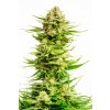 Indica Cream Fem - Kannabia Seeds
