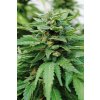 Karibbean Mango - Fem - Kannabia Seeds