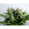 colombian jack feminized