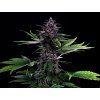 swiss dream rose cbd konopí
