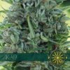 AK-49 Fem - Vision Seeds