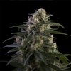 super skunk feminized seeds