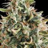 Vision Seeds White Widow feminizovaná